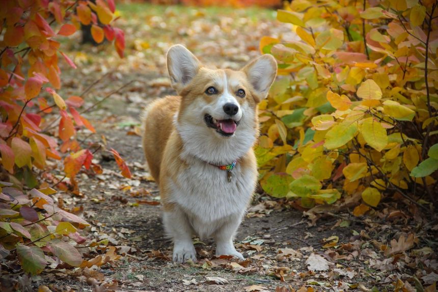 柯基犬图片,狗,秋