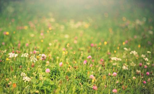 春天的草地上的野花背景图片