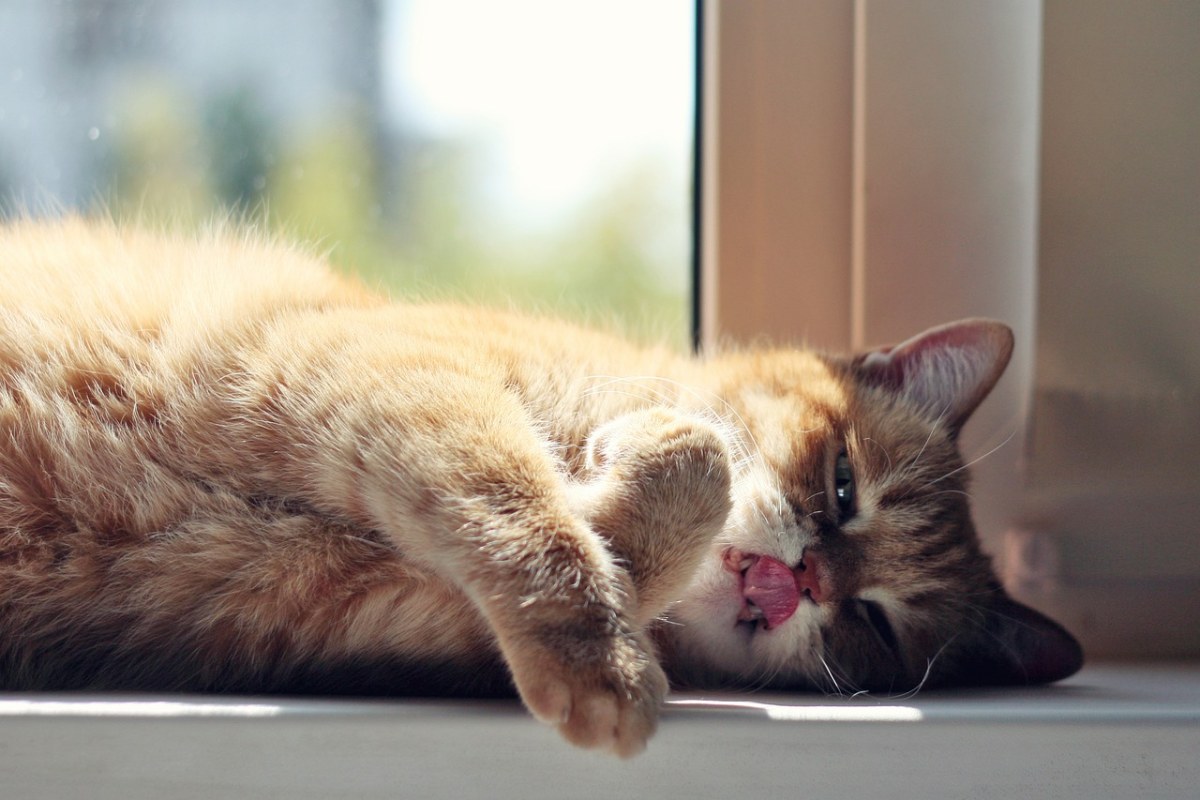 猫、红猫、红色的猫免费图片