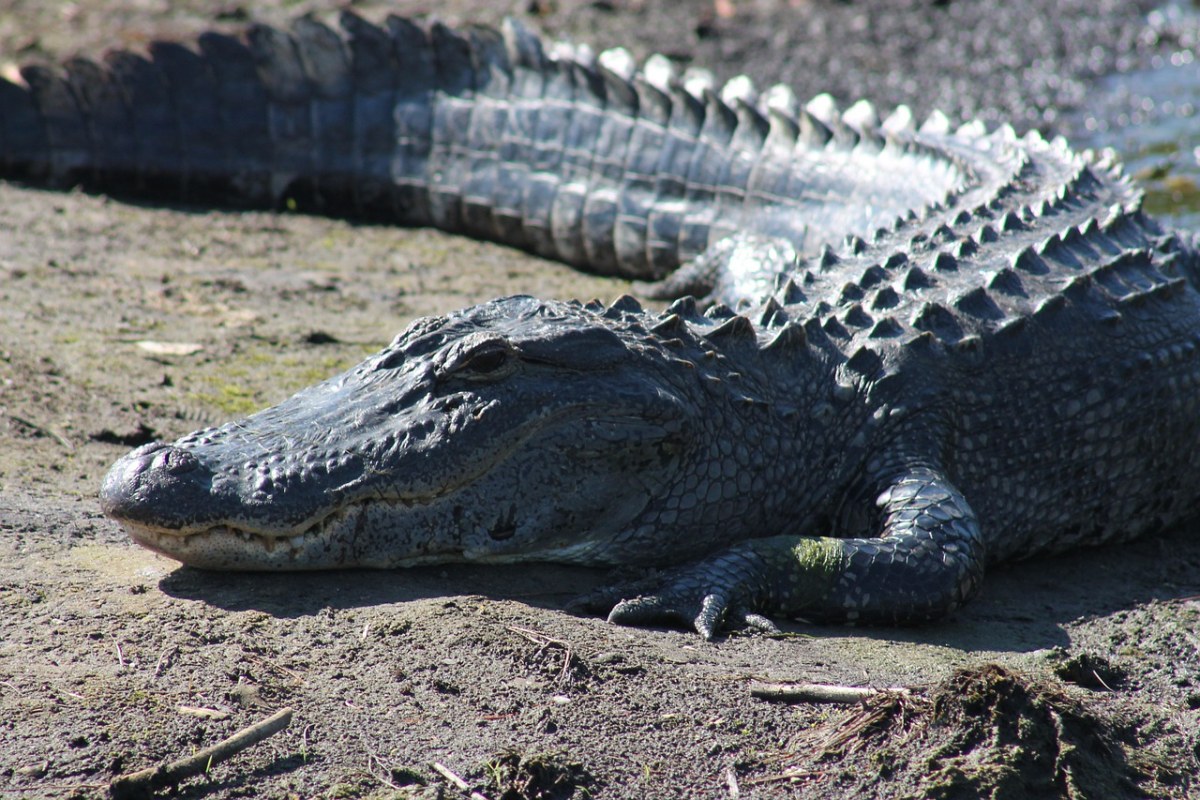 鳄鱼,gator,野生动物