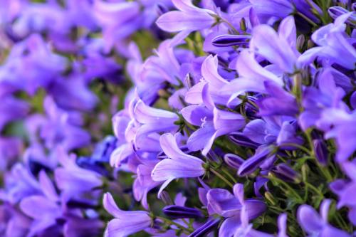 紫色的花朵背景