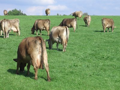 牧场草地上放牧的奶牛群图片