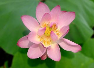 莲花、粉红色、池塘