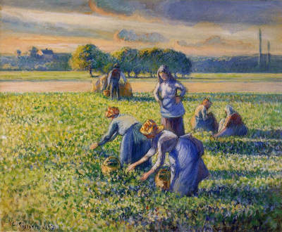 Picking Peas