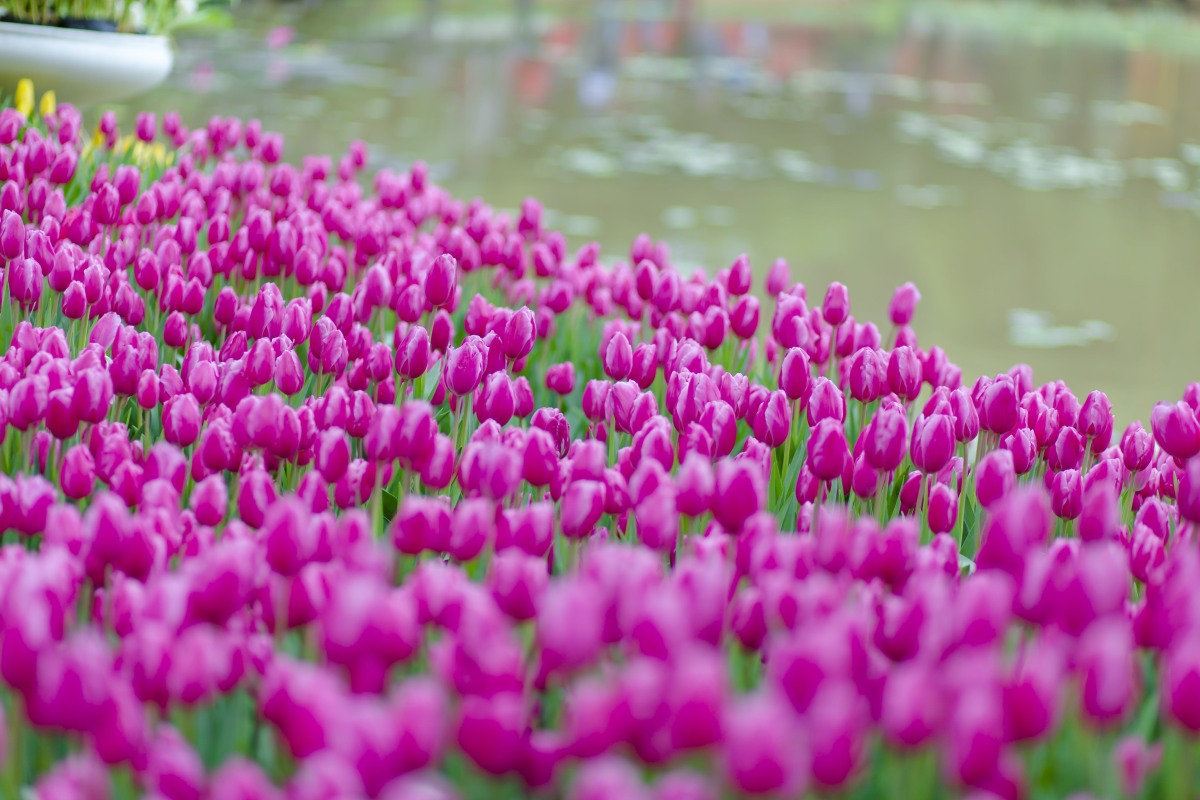 郁金香花朵免费图片