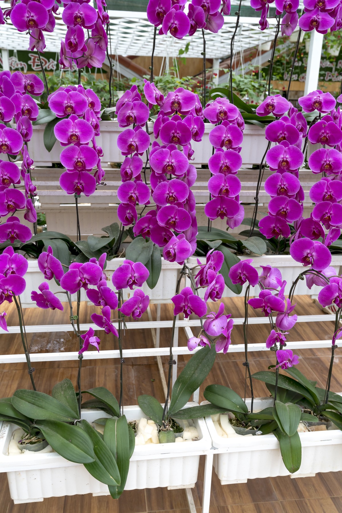 紫色的蝴蝶兰花图片免费图片