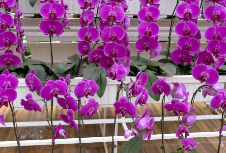 紫色的蝴蝶兰花图片