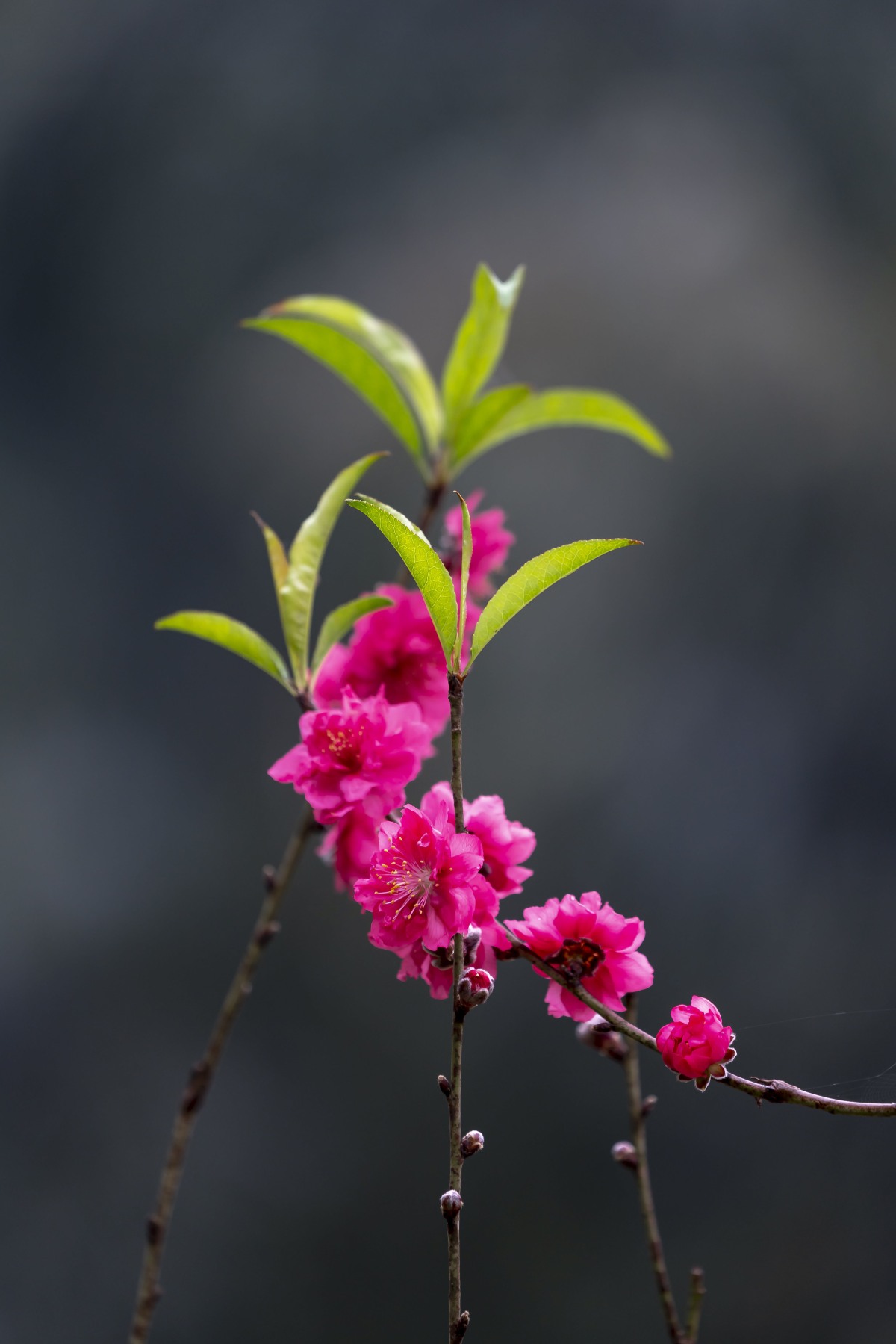 一枝紫红色的春天碧桃花图片免费图片