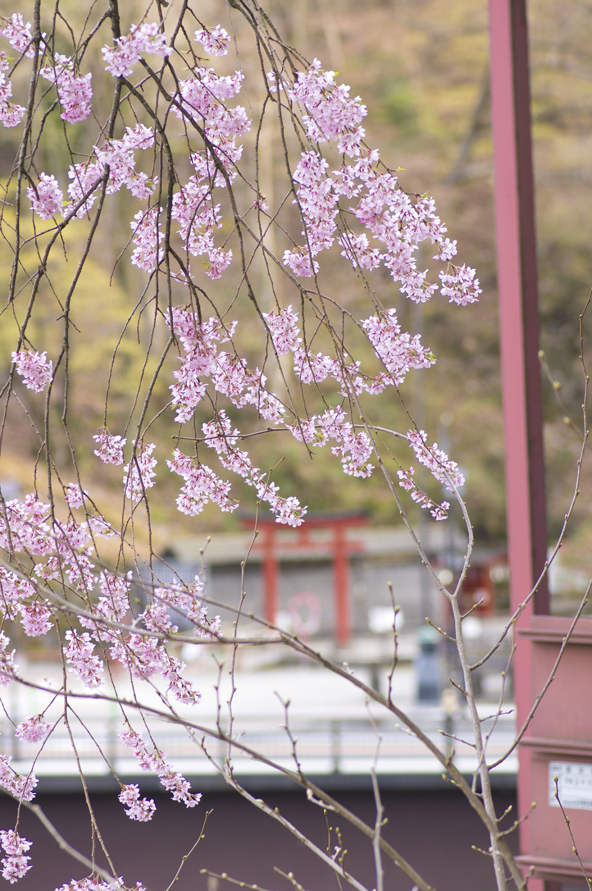 日本樱花 4000×6016免费图片