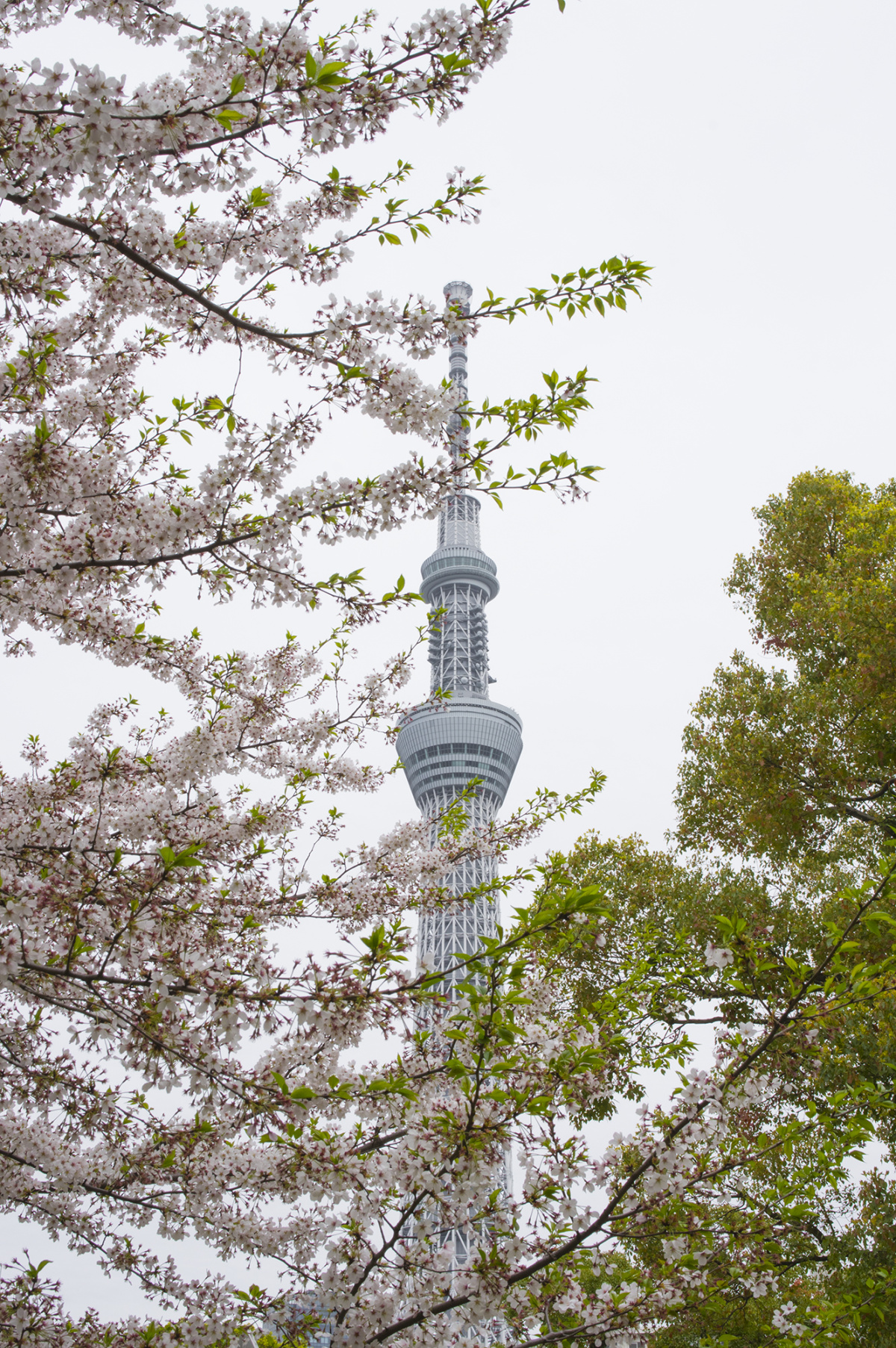 日本樱花 4000×6016免费图片