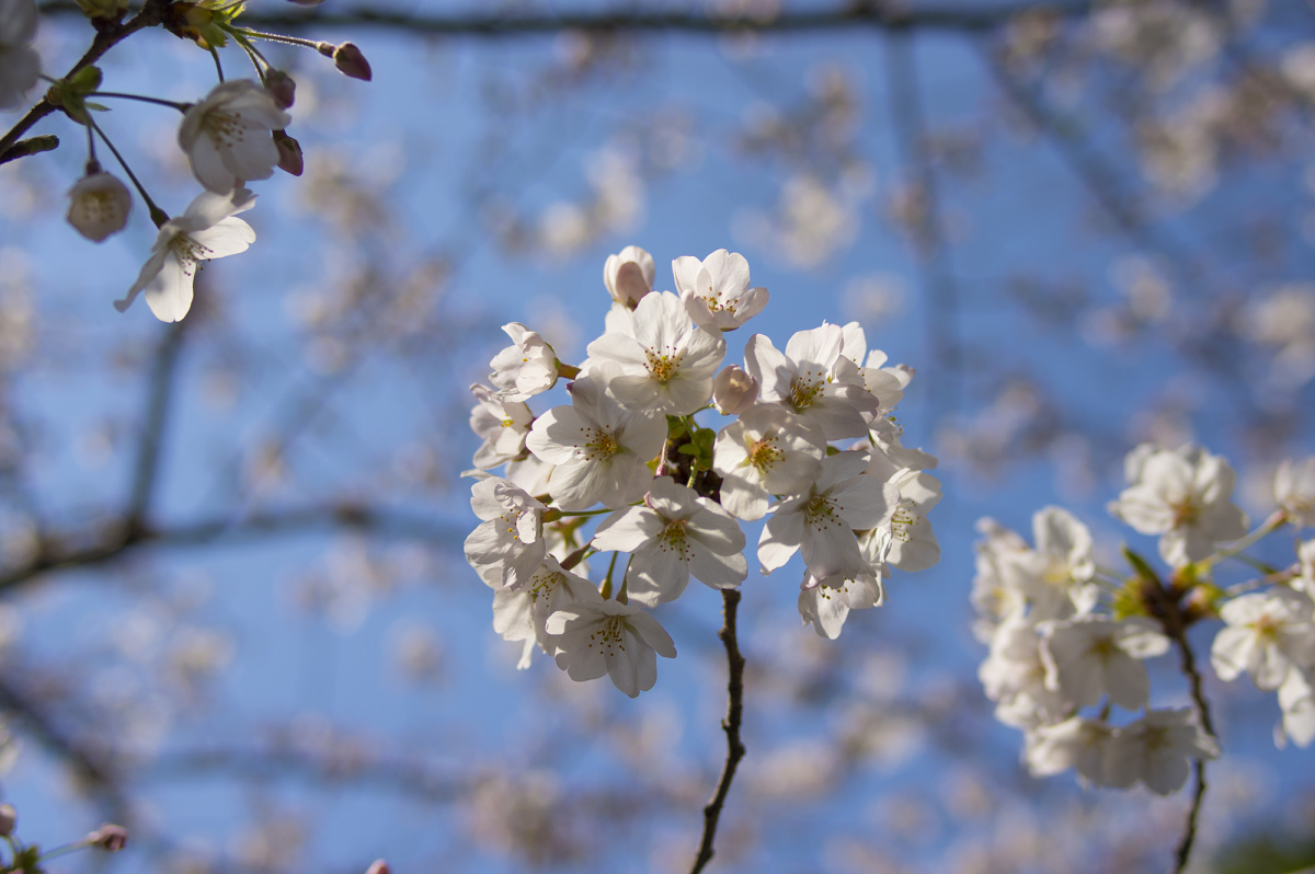 日本樱花 6016×4000免费图片