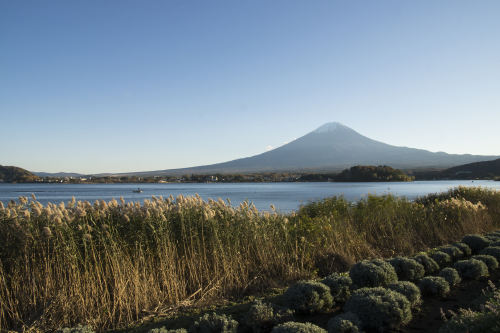 日本富士山湖岸的芦苇