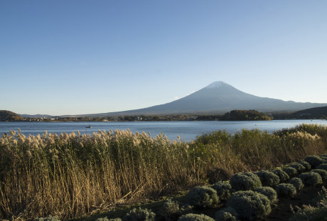 日本富士山湖岸的芦苇