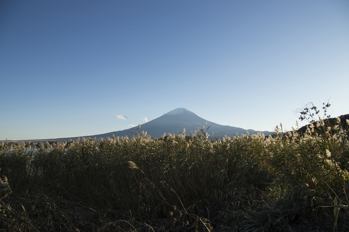 日本富士山的芦苇图片免费图片