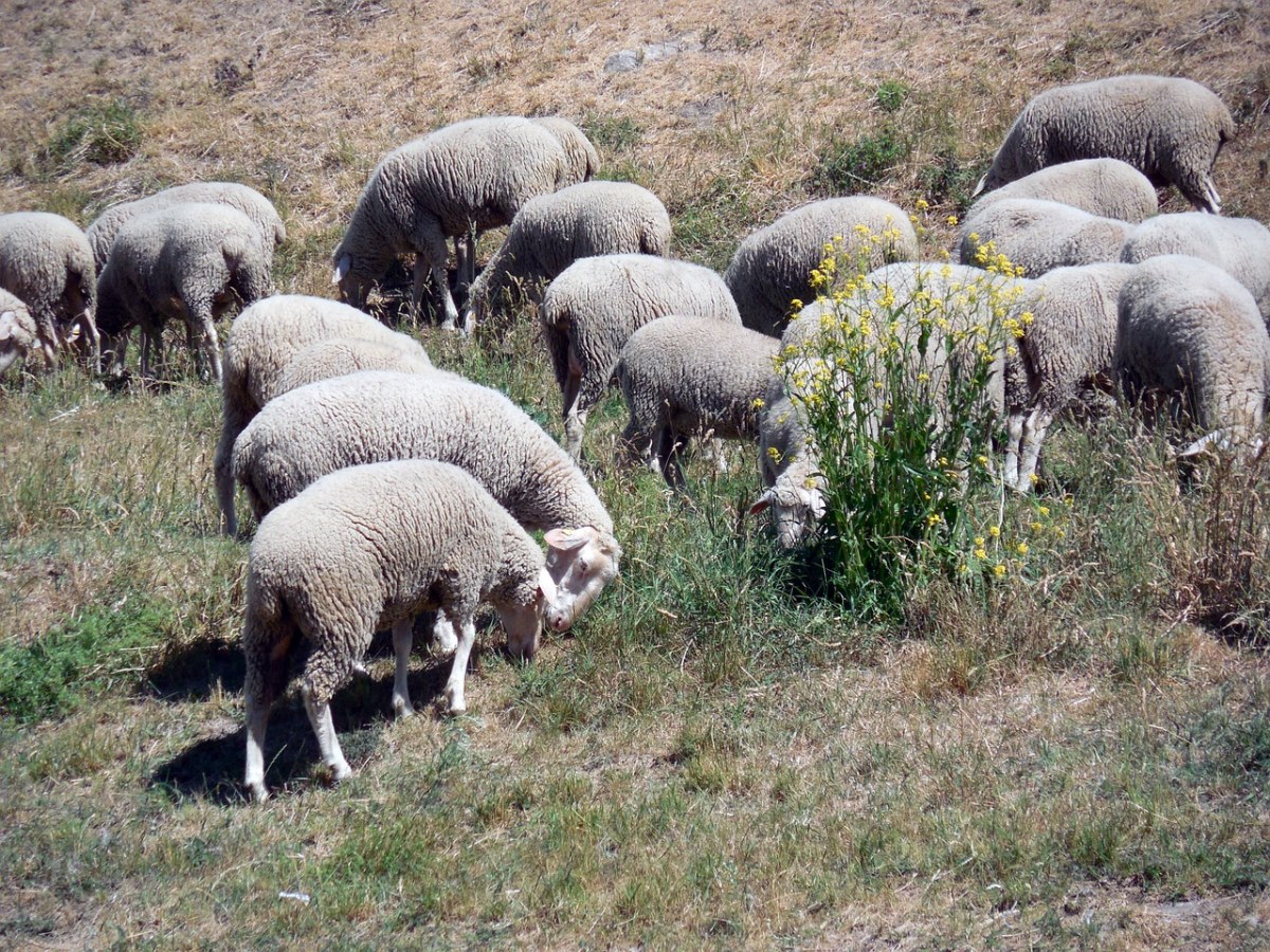 草地上放牧的羊群图片免费图片
