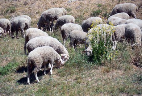 草地上放牧的羊群图片