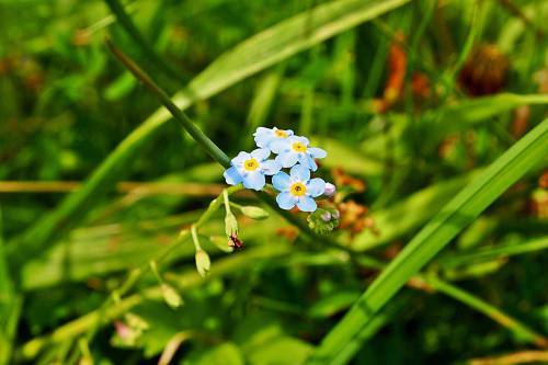 勿忘我、蓝色花、草