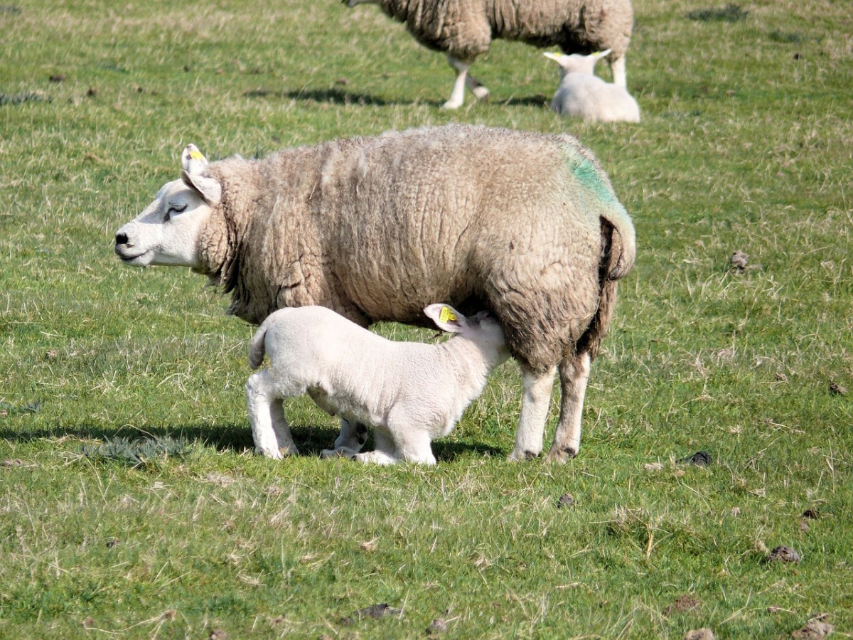 草地上哺乳的小羊羔图片免费图片