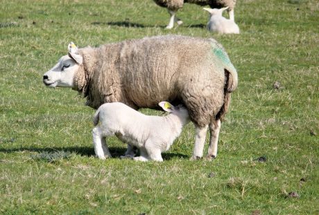 草地上哺乳的小羊羔图片