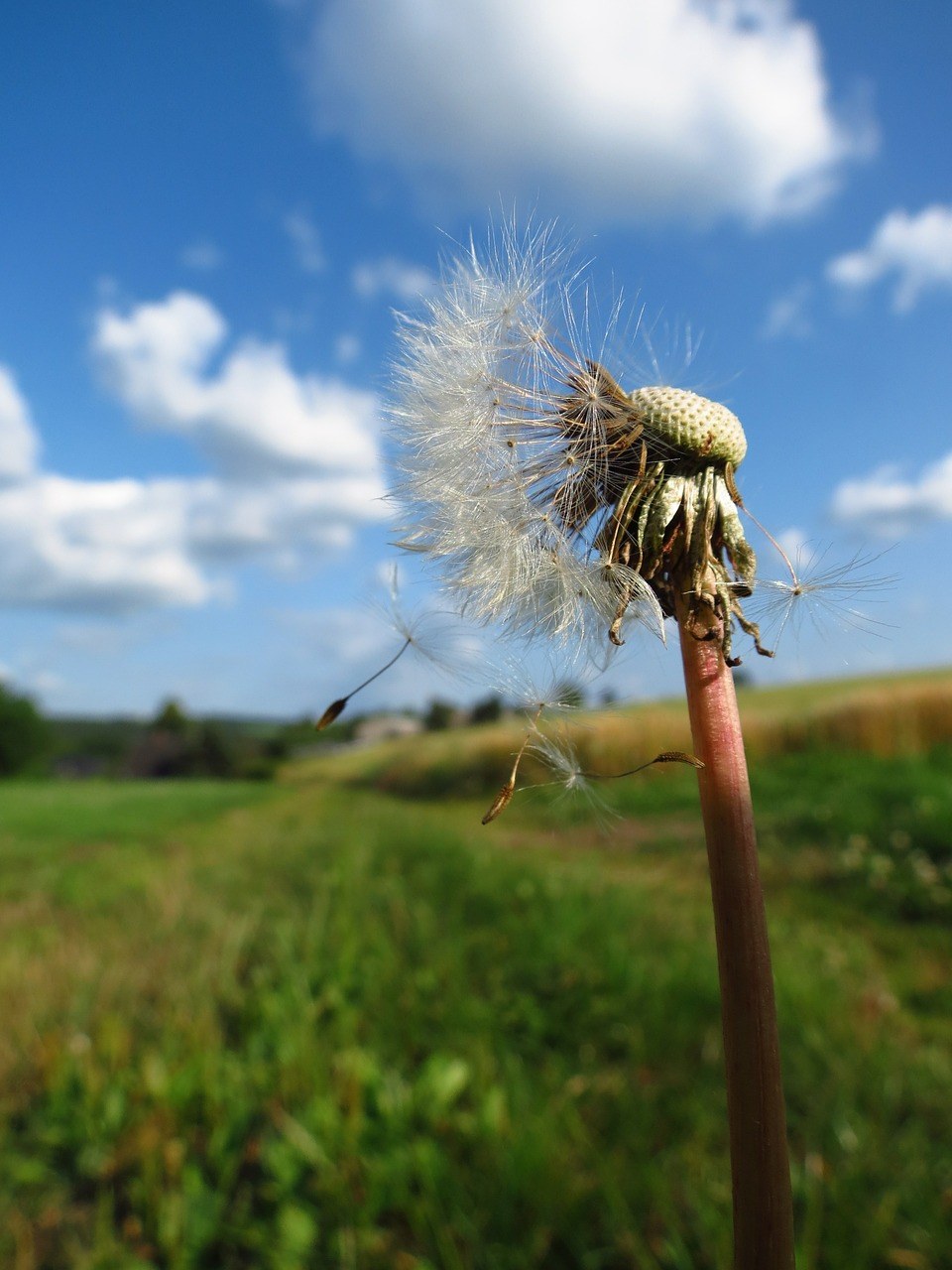 蒲公英、花、白免费图片