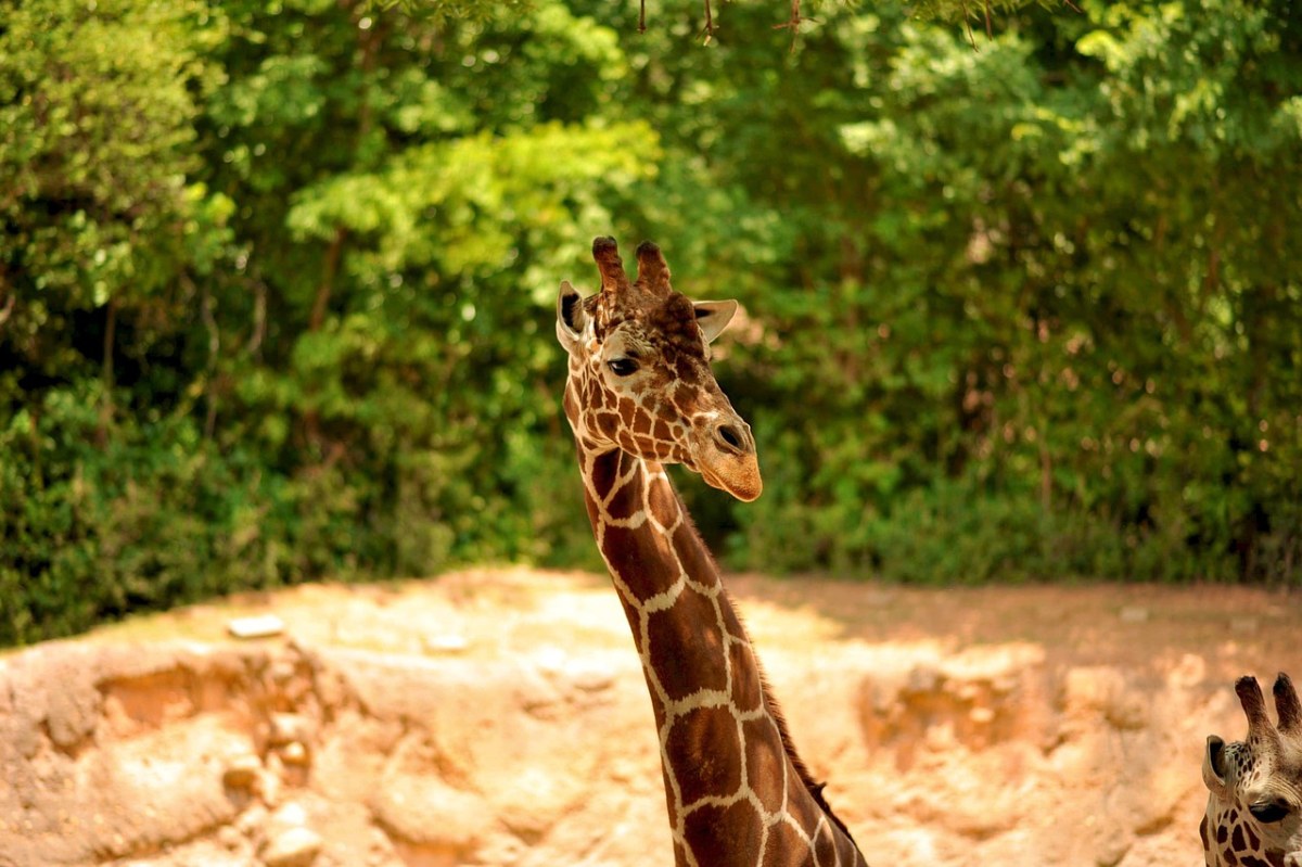 长颈鹿,野生动物,动物免费图片