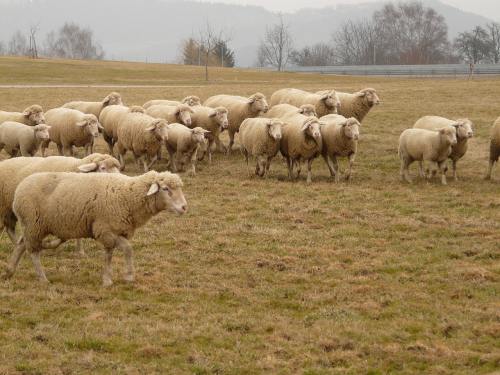 牧场草地上行走的绵羊羊群图片