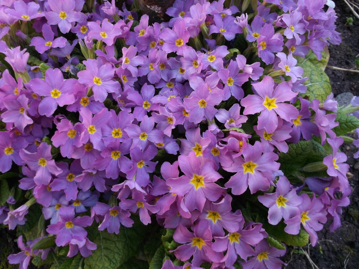 紫色的报春花免费图片
