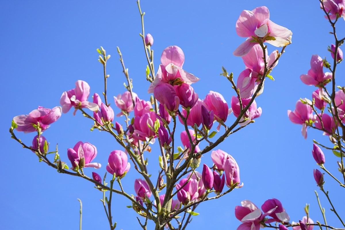 玉兰、玉兰花、开花免费图片