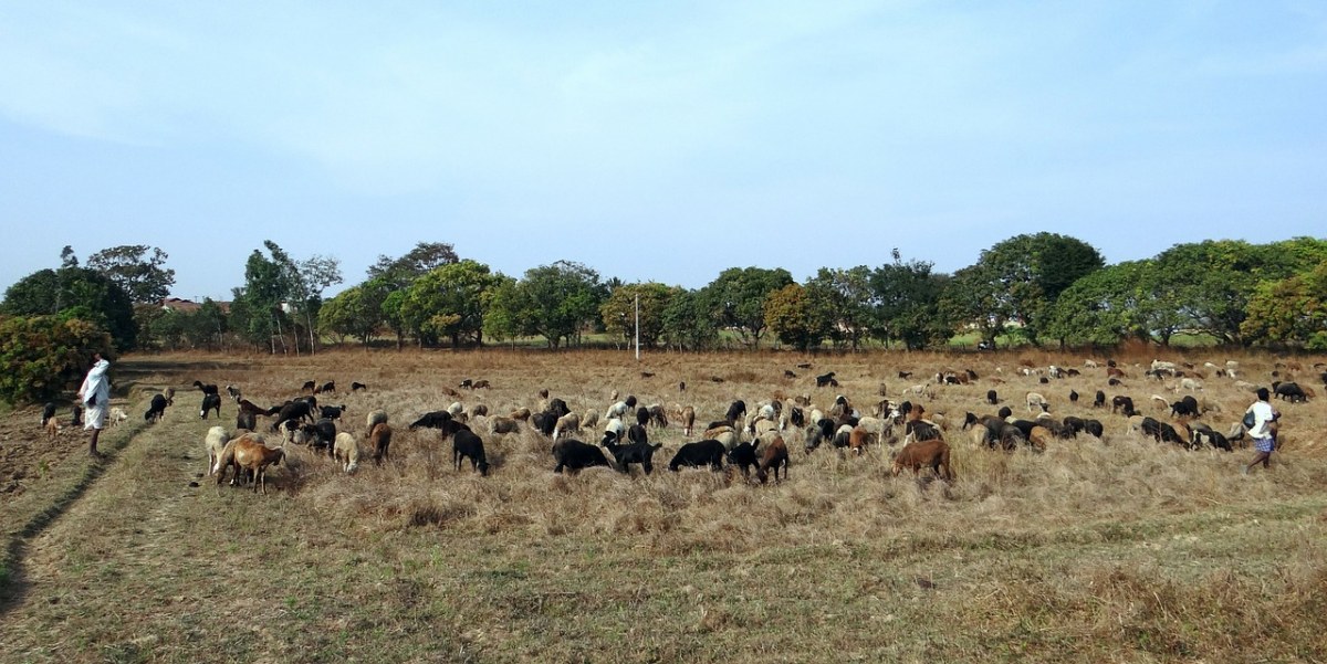 牧场草地上放牧的羊群图片免费图片
