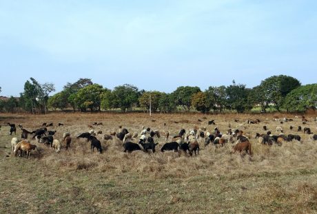 牧场草地上放牧的羊群图片