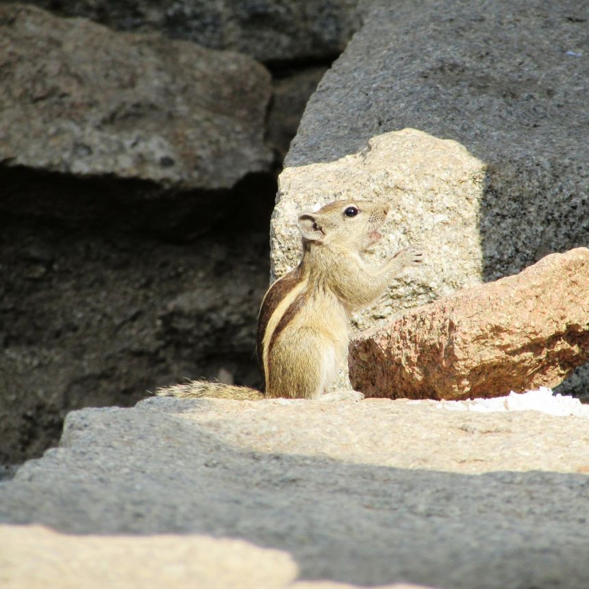 岩石上的花栗鼠图片