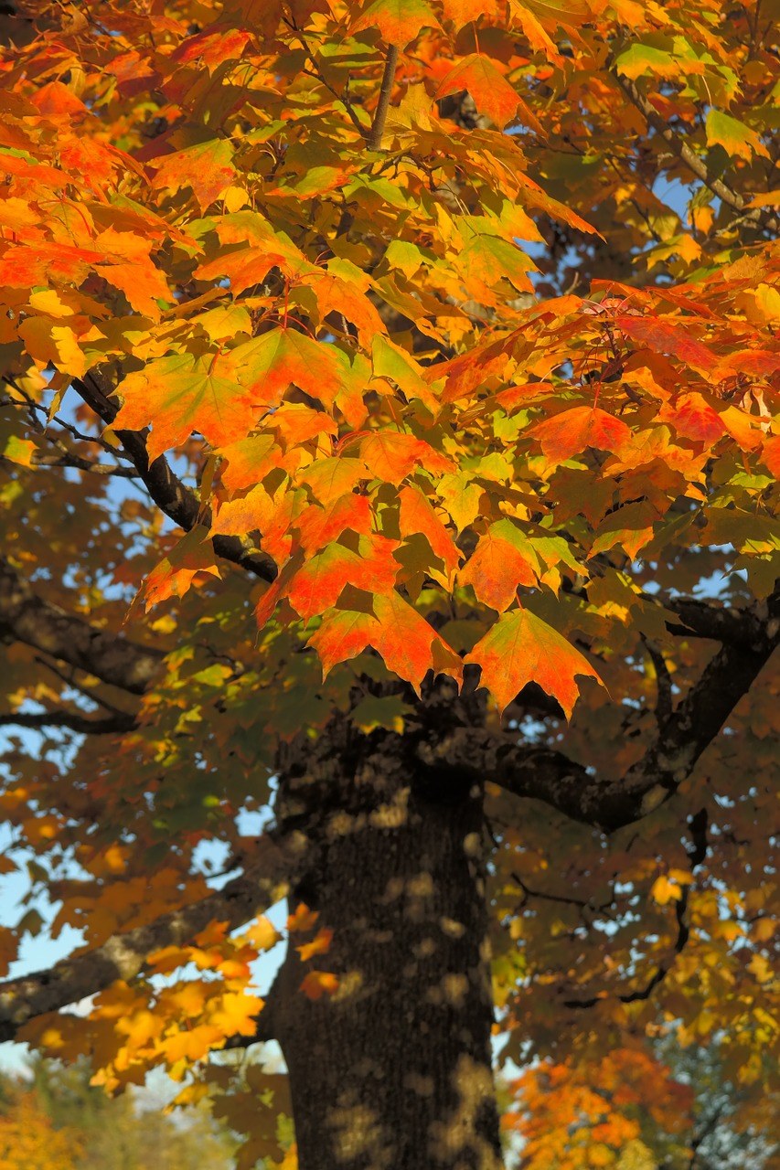 叶子、林冠、秋季免费图片