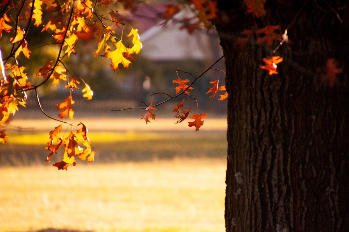 秋、树免费图片