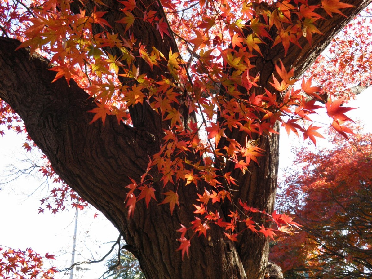 秋季、秋天的树叶免费图片