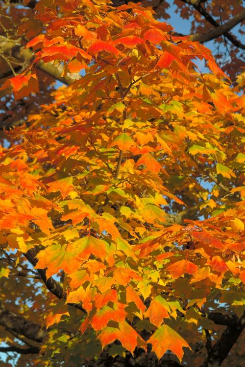 叶子、秋季、秋天的颜色