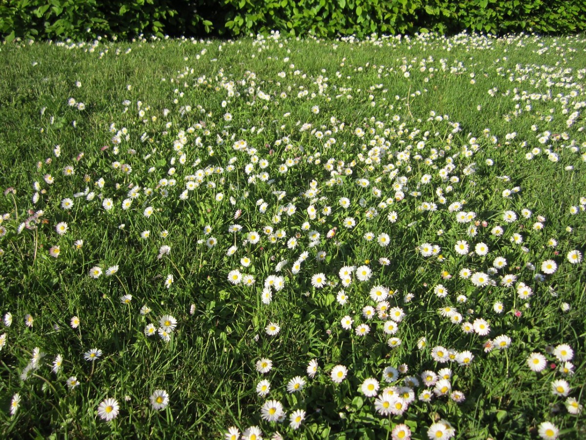 草地上的白色野花免费图片