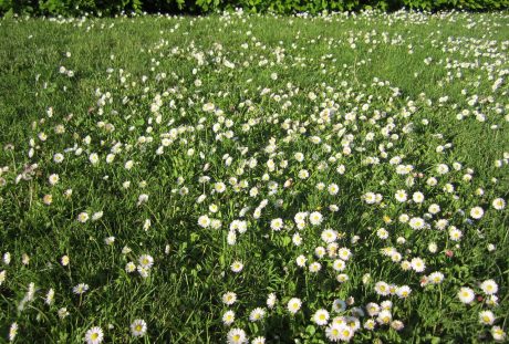 草地上的白色野花