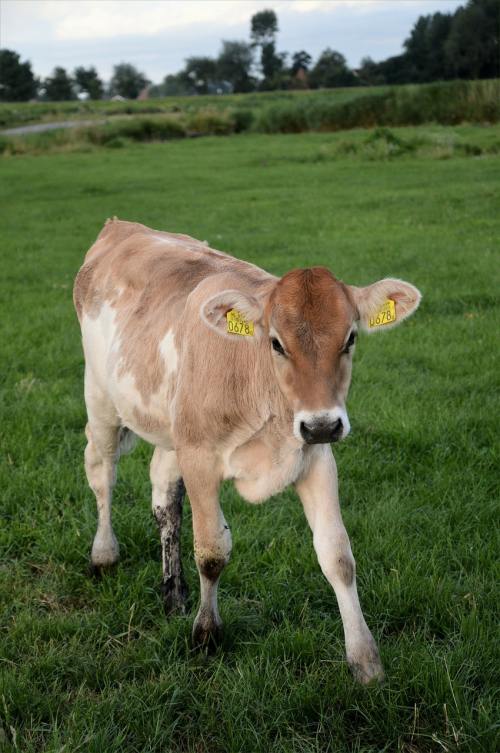 草地上的一头小牛