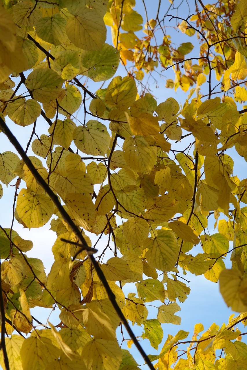 林德、树、秋季免费图片