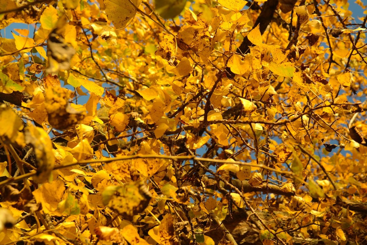 杨树叶、叶子、秋季免费图片