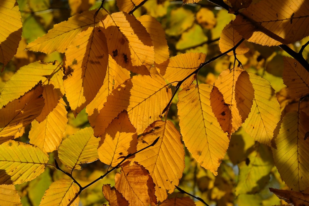 鹅耳枥木、树、秋季免费图片