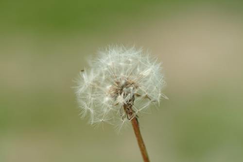 鲜花、蒲公英、大自然