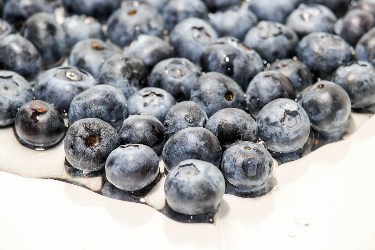 水果蓝莓免费图片