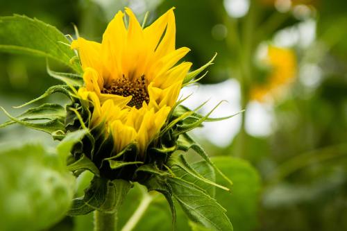 向日葵、开花、太阳