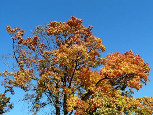 秋天一棵树、枫叶、秋季