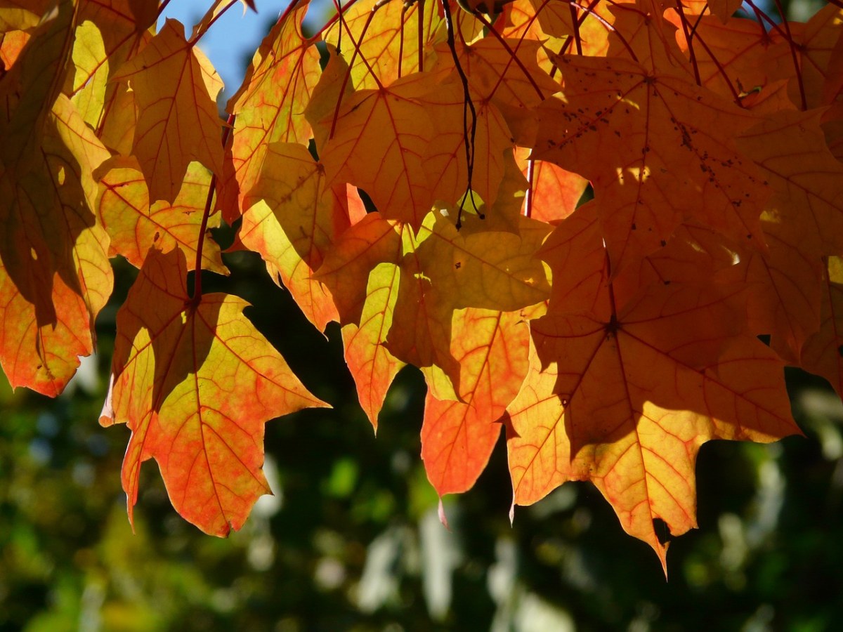 秋天的落叶、秋季、枫叶免费图片