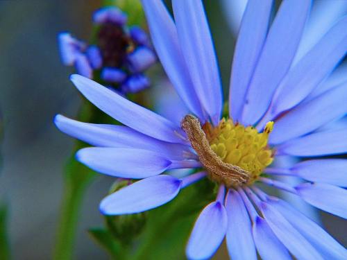 蓝色的菊科花朵