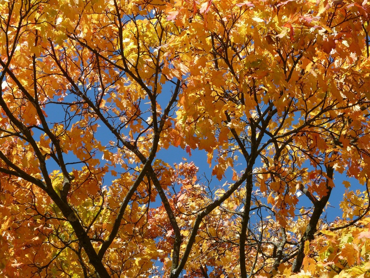 审美、秋季、着色免费图片
