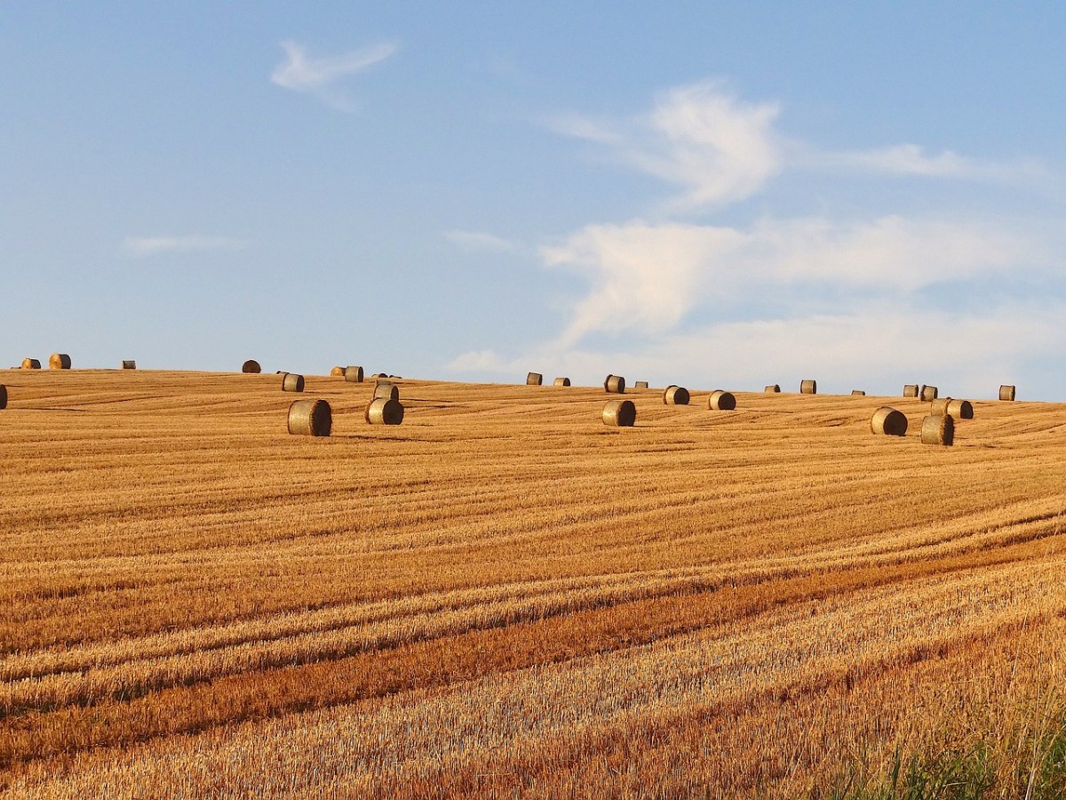 秋天收割后的麦田农业风景免费图片