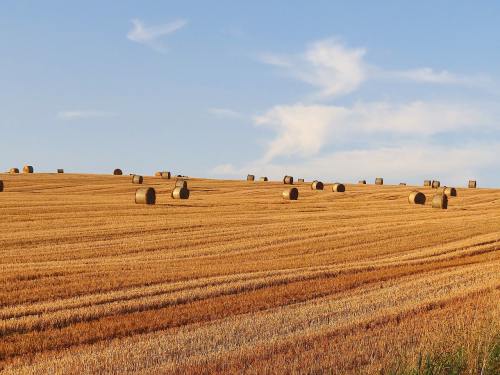秋天收割后的麦田农业风景